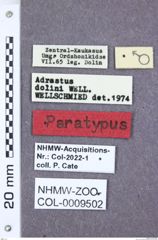 Etikett zu Simodactylus pacholatkoi (Schimmel, 2003)